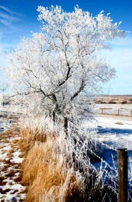 Winter Ice Tree