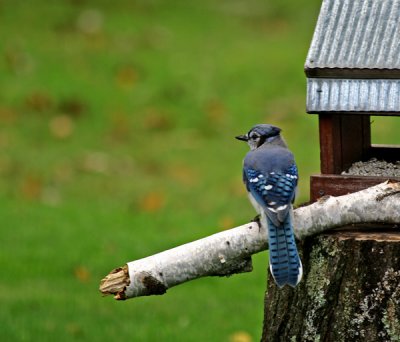 Blue Jay