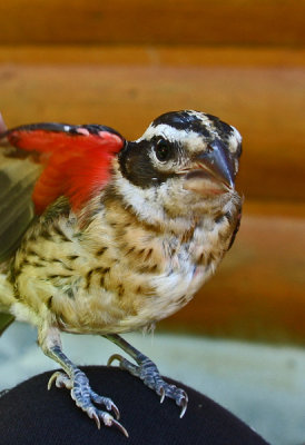 Rose Breasted Grosbeak