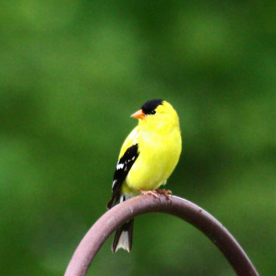 Goldfinch