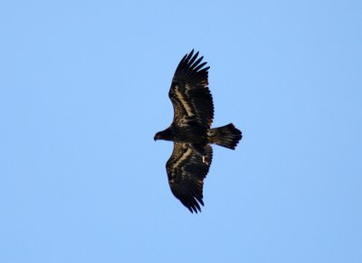 Bald Eagle - Immature