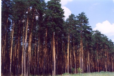 Pine forest