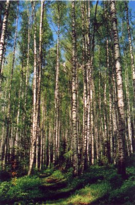 Birch forest 1