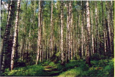 Birch forest 2