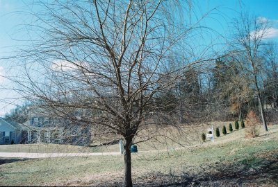 same tree at day time