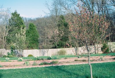 Blooming trees