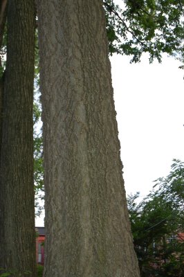 Lafayette tree (St. Louis MO USA)