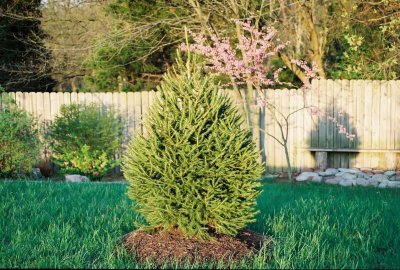 Norway spruce