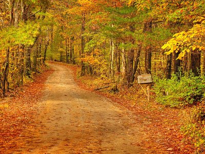 Forest Roadway In The Fall
