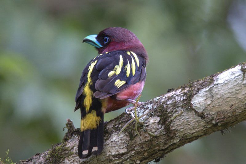 Banded Broadbill