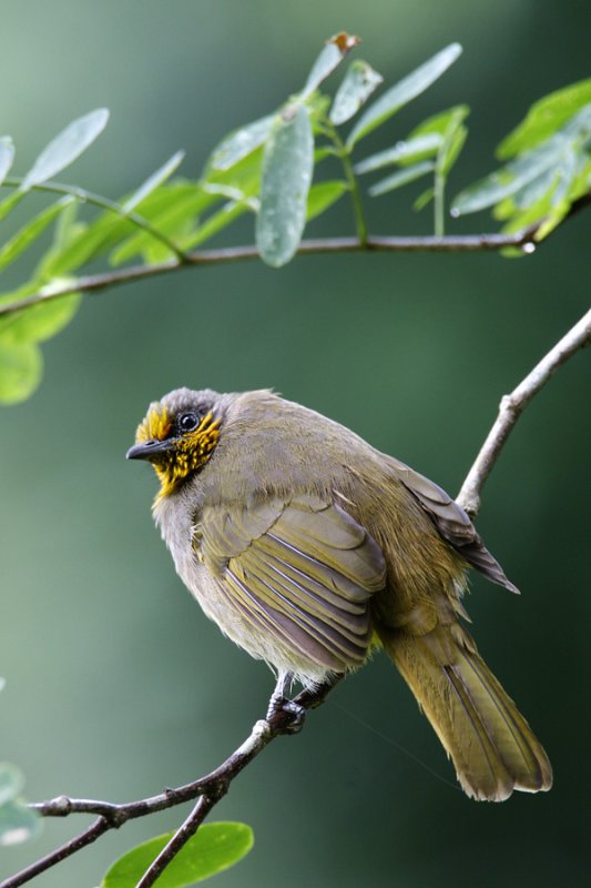 Stripe-throated Bulbul
