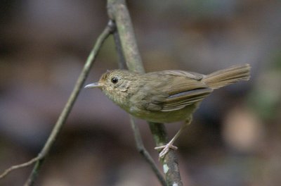 369 ::Buff-breasted Babbler::