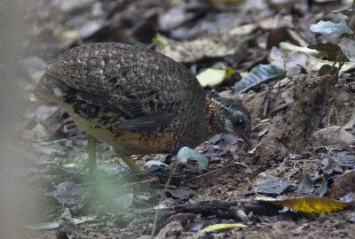 Scaly-breasted Partridge