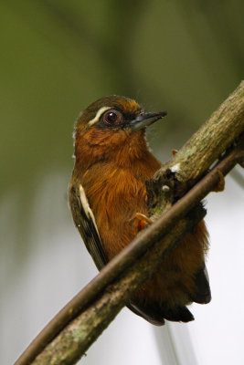 White-browed Piculet