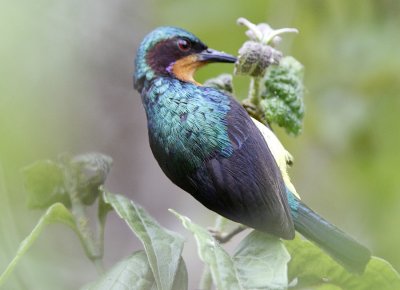 Ruby-checked Sunbird (male)