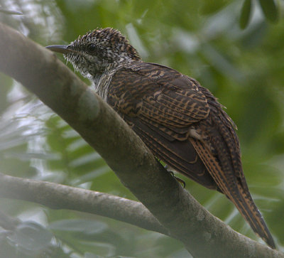 Banded Bay Cuckoo (juvenile)
