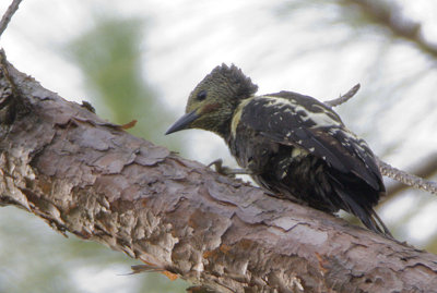 Black-and-buff Woodpecker (male)