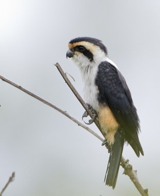 Collared Falconet (juvenile)