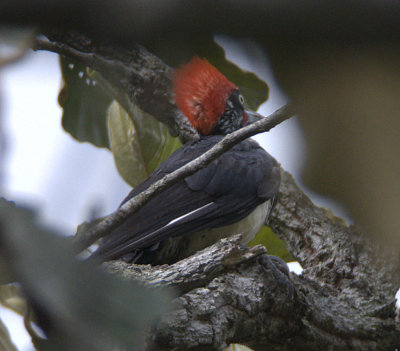 White-bellied Woodpecker (male)
