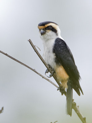 Collared Falconet (juvenile)