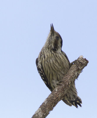 Grey-capped Pygmy Woodpecker (female)