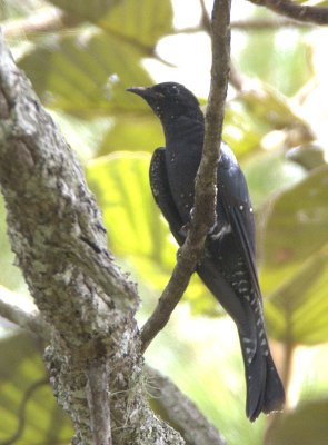 Drongo Cuckoo (juvenile)