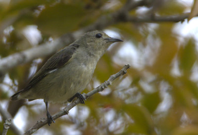 379 ::Plain Flowerpecker::