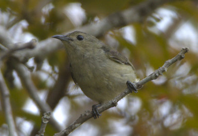 Plain Flowerpecker