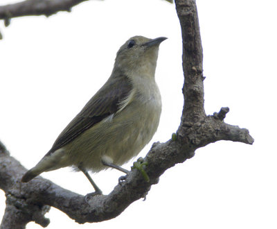 Plain Flowerpecker