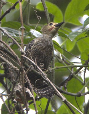 Buff-rumped Woodpecker (male)