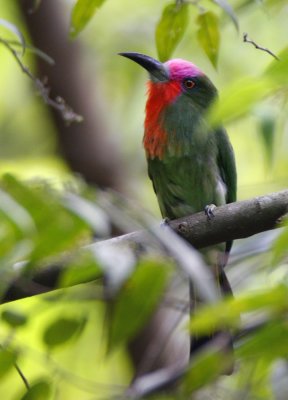 Red-beared Bee-eater