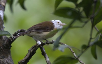 White-hooded Babbler