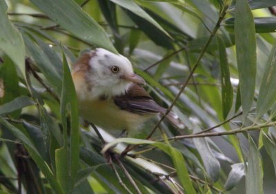 White-hooded Babbler