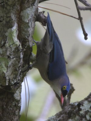 Velvet-fronted Nuthatch