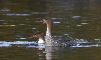 Red-breasted Merganser / Smskrake
