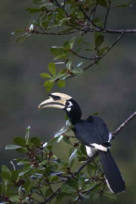 Oriental Pied Hornbill (male) @iso3200