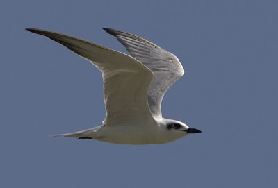 Gull-billed Tern
