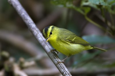 Sulphur-breasted Warbler