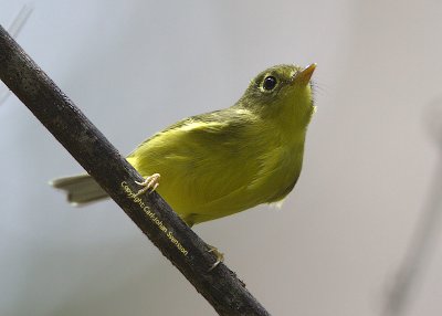 Omei Spectacled Warbler