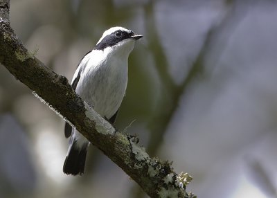 Little Pied Flycatcher