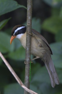 Coral-billed Scimitar Babbler