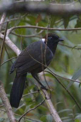 286 - White-necked Laughingthrush