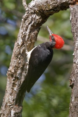 378 ::White-bellied Woodpecker::