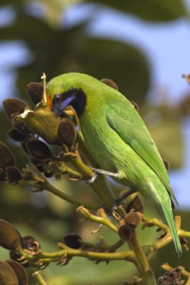 Golden-fronted Leafbird (male)