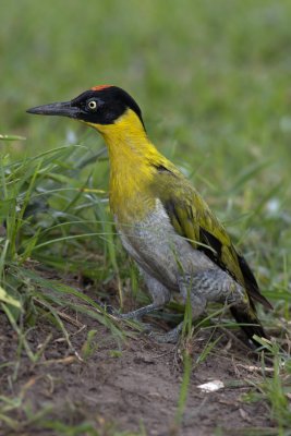 Black-headed Woodpecker (male)