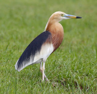 010 - Javan Pond Heron (breeding)