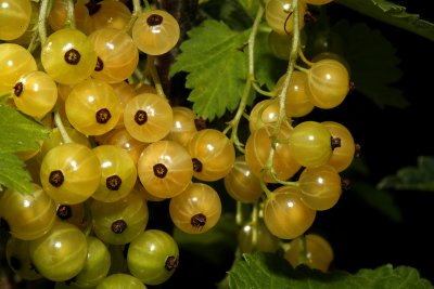 White Currant