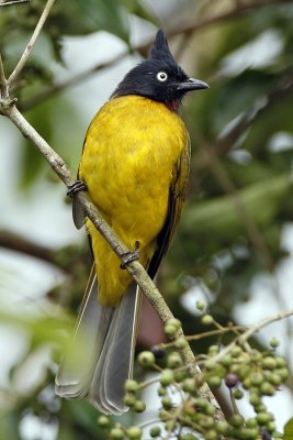 014- Black-crested Bulbul