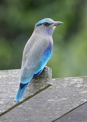 ::Indian Roller::