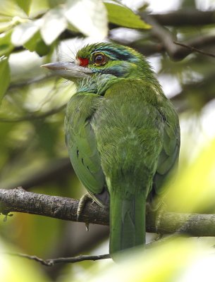 026 - Moustached Barbet (juvenile)